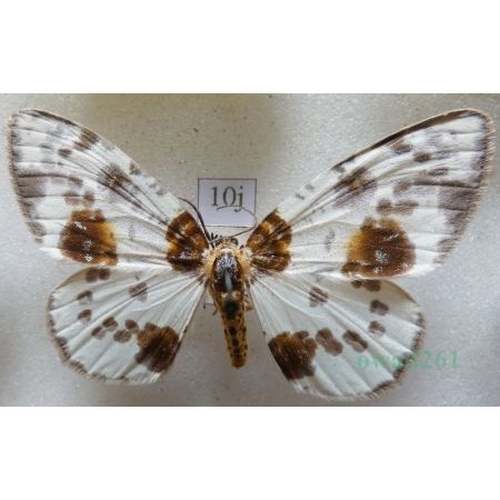 Abraxas sylvata (Scopoli, 1763) Plamiec leśniak Czech10j